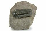 Prone Reedops Trilobite - Atchana, Morocco #351917-3